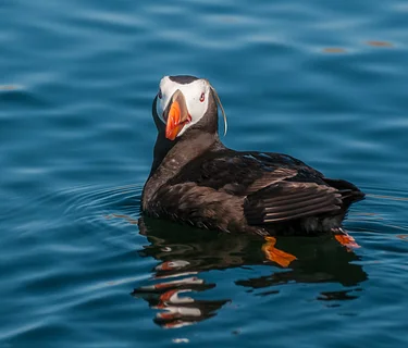 Puffin Cruise