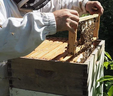 Meet the Bees (Members and Hive Sponsors Only)