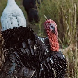 Turkey Hike