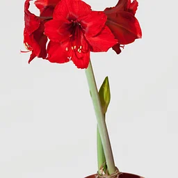 Phelps-Hatheway School of Floral Arts | Holiday Amaryllis Workshop with Lynn Mervosh