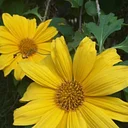 Guided Garden Tour – August 1, 2026