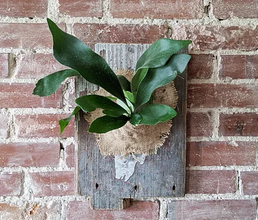 Wall Mounted House Plant