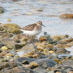 Cold Storage Beach Birding with MJ Foti & Dann Jung