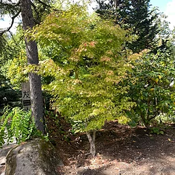 Pruning Upright Maples