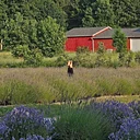 New Moon at Shades of Lavender Farm with Kalamazoo Backyard Yogis