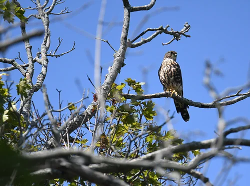 BIOBLITZ at Red Fox Ravine: An Equinox Exploration