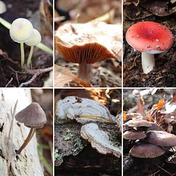 Fungal Ecology Field Class