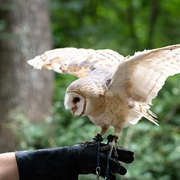 Owl Odyssey