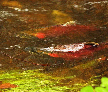 Salmon Fest