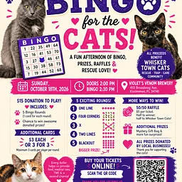 Bingo for the Cats: Supporting Whisker Town