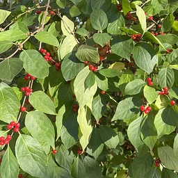 Managing Invasives in a Home Garden