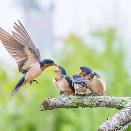 Birds Beyond Identification (Marshfield)