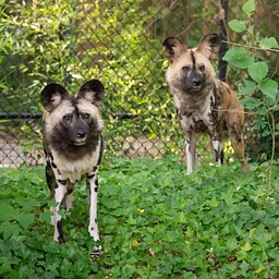 World Painted Dog Day