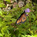 Monarch Waystations for North Texas