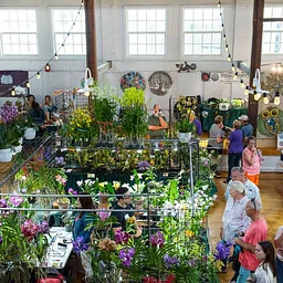 Orchids are Taking Over the Square
