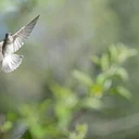 Audubon Society Spring Bird Walks 