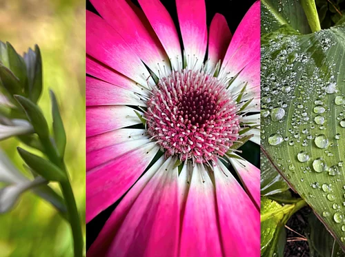 Floral Focus: iPhone Photography Workshop