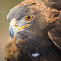 Raptor Experience: Masters of the Sky