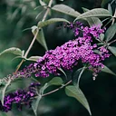 New Jersey’s New Invasive Species Management Act
