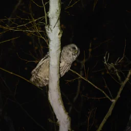 Owl Prowl