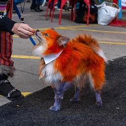 Howl-O-Ween Dog Costume Contest