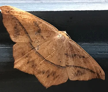 Moths in the Morning