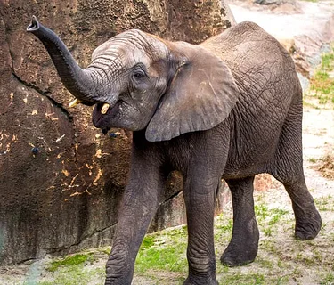 Conservation Connections: World Elephant Day 2026