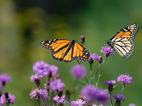 Planting for Specialist Pollinators (Online)