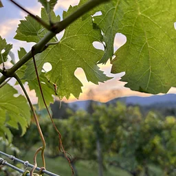 The Loudes Duo | Live Music at the Vineyard