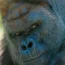 Gorilla Program
