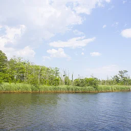Walk on the Wild Side: Paradise Island Tour