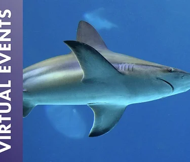 Sharks & Rays Awareness Day