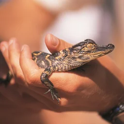 Art Animals – Alligators