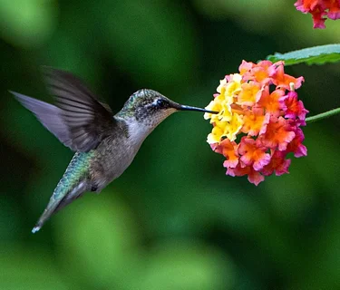 Hummingbird Haven