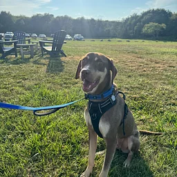 Lighthouse Animal Shelter: Dog Adoption Event