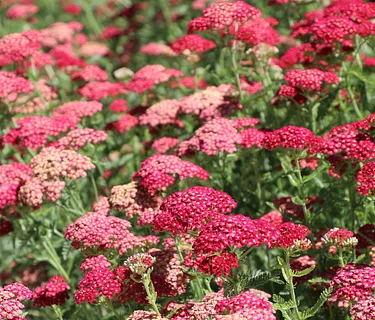 Pollinator Week 