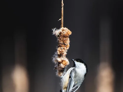 Bird Walk