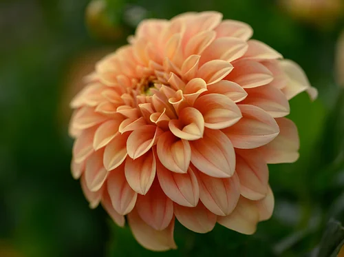 Garden to Vase: Diverse Dahlias