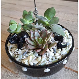 Succulent Garden Class