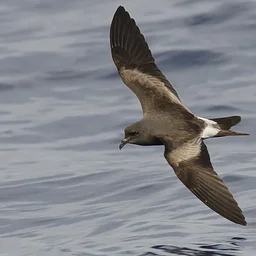 Mid-Coast Audubon: Leach’s Storm-Petrels at Little Duck Island with Jackie Matthews