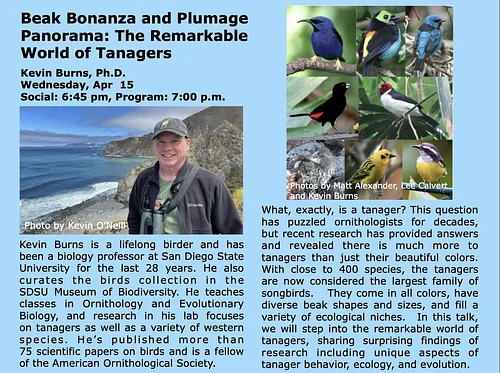 Beak Bonanza and Plumage Panorama: The Remarkable World of Tanagers