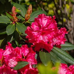 Birchwood Garden Club