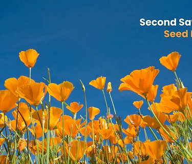 Second Saturday: Seed Bombs