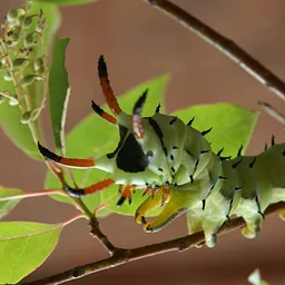 Exploring Caterpillar Ecology and How to Support Them in Your Landscape