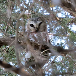 FULL FOR 2026 – Wisconsin Campus Saw-whet Owl Banding
