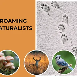 Roaming Naturalists: Heartland Prairie in Full Bloom