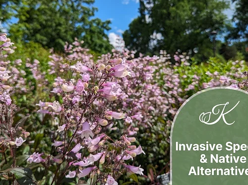 Invasive Species and Native Alternatives