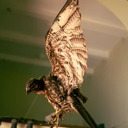 The Taxidermist's Table