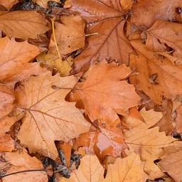 Leave the Leaves: An Easier, Eco-Friendly Approach to Fall Yard Care