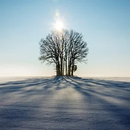 Forest Bathing Winter Solstice